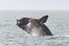 north-atlantic-right-whale-1-