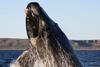 640px-Southern_right_whale
