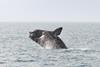 north-atlantic-right-whale-1-