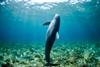 Ocean-Assist-Fund