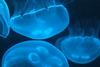 Jelly 01