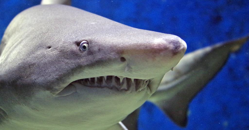 Do sharks hold the key to reducing fuel consumption? Feature