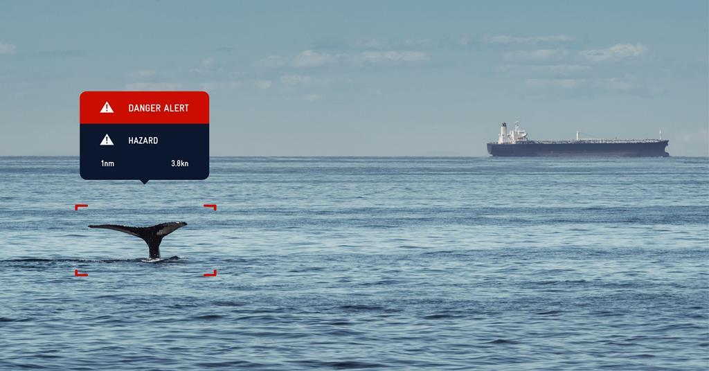 AI helps to identify whales to prevent collisions | AI | International ...
