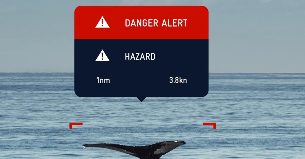 AI helps to identify whales to prevent collisions | AI | International ...