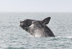 north-atlantic-right-whale-1-