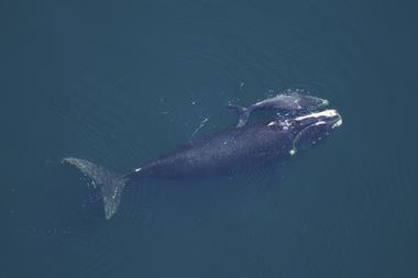 Right whale and calf