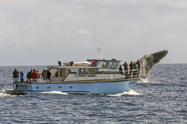 humpback-whale-5134118