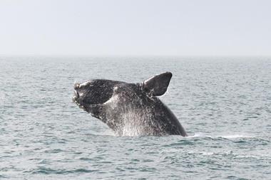 north-atlantic-right-whale-1-