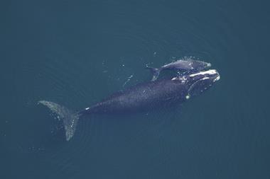 Right whale and calf