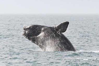north-atlantic-right-whale-1-