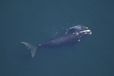 Right whale and calf