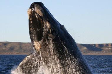 640px-Southern_right_whale