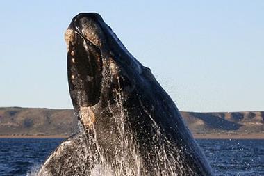 Right whale