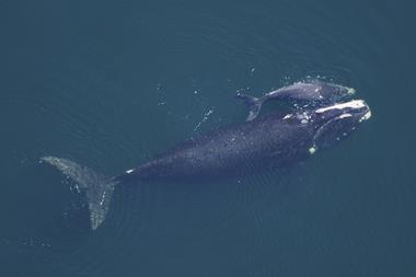 Right whale and calf
