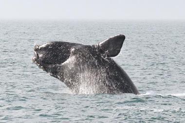 north-atlantic-right-whale-1-