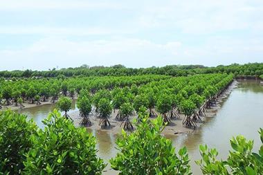 Mangrove trees
