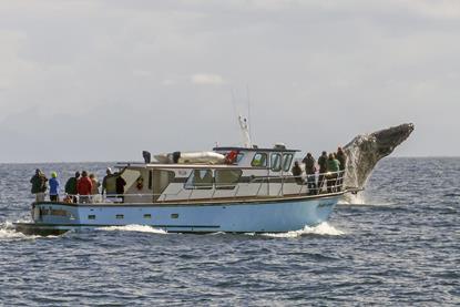 humpback-whale-5134118