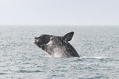north-atlantic-right-whale-1-