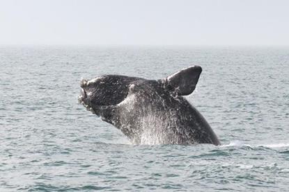 north-atlantic-right-whale-1-