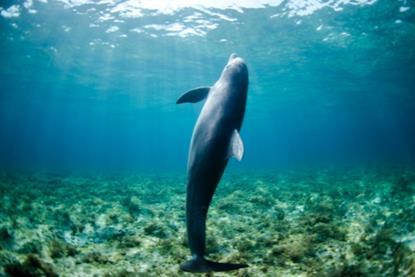 Ocean-Assist-Fund