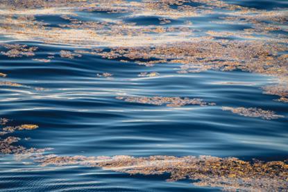 Sargassum floating