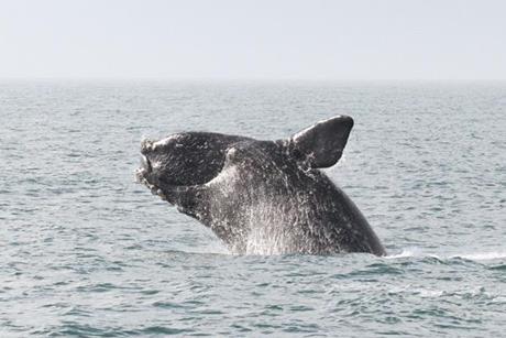 north-atlantic-right-whale-1-