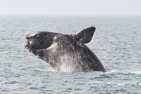 north-atlantic-right-whale-1-
