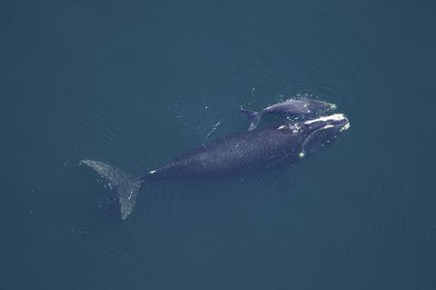 Right whale and calf
